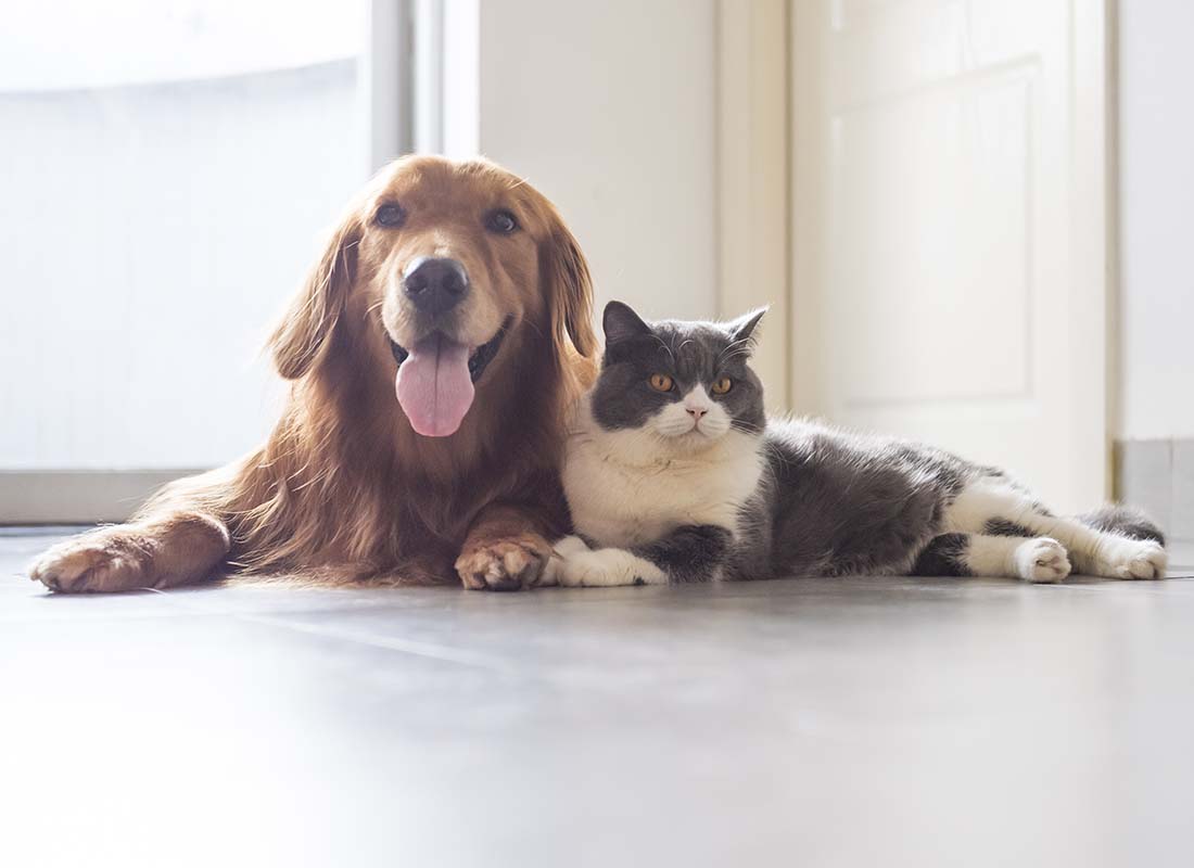 Pet Insurance - Happy Golden Retriever and Adult Cat Playing Together on the Floor in the Kitchen of Family Home While Waiting for Food